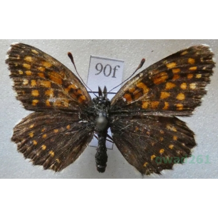 Melitaea britomartis Assmann, 1847 Przeplatka britomartis Greece90f